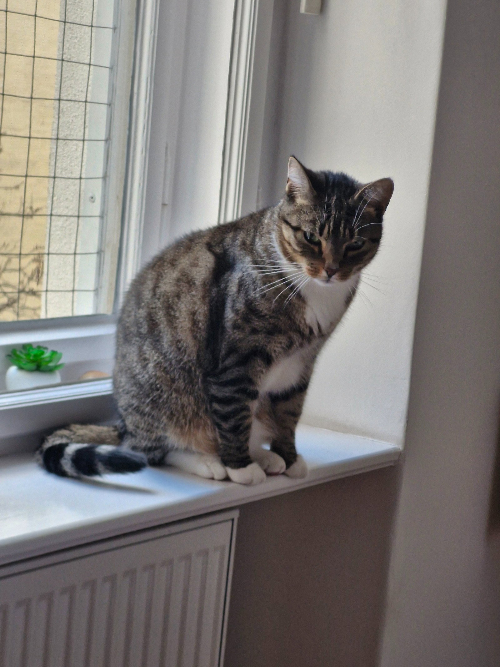 Sabine, Tiersitter in Berlin , Foto 1