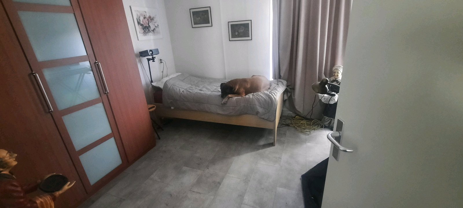 Martin, dierenoppas in Naarden, foto 5