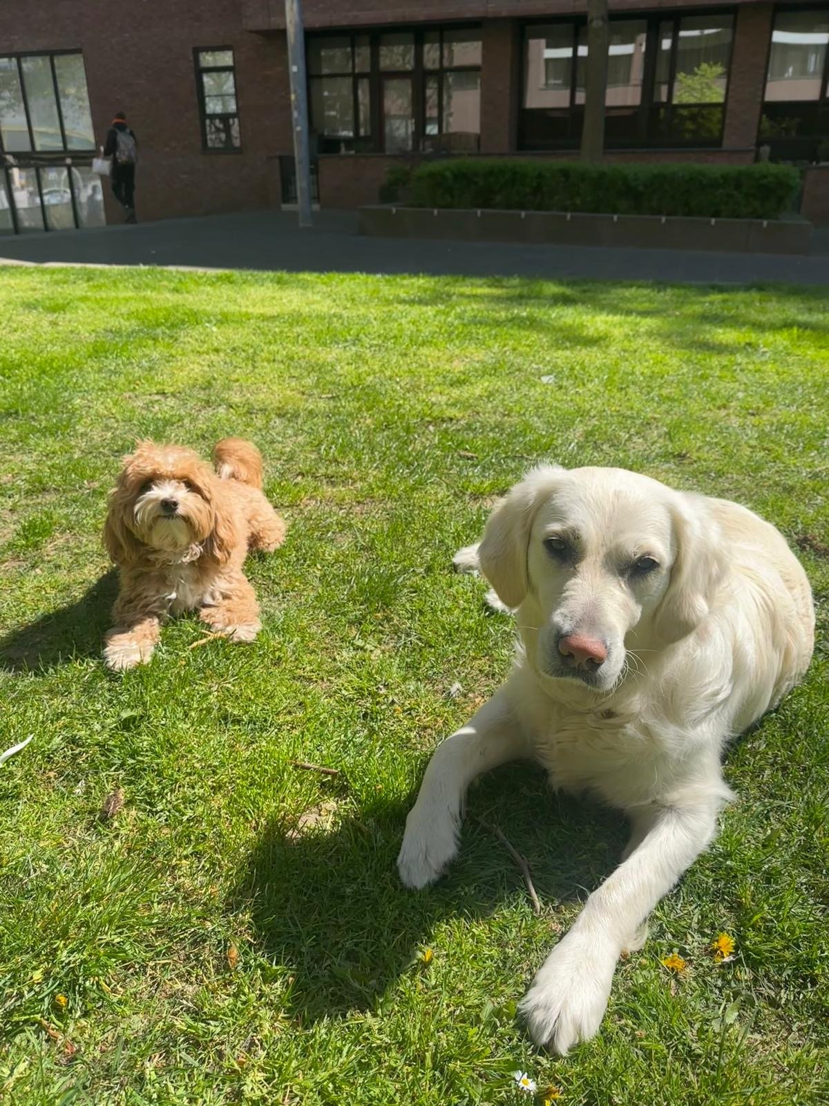Glenn, pet sitter in 's-Hertogenbosch, photo 1