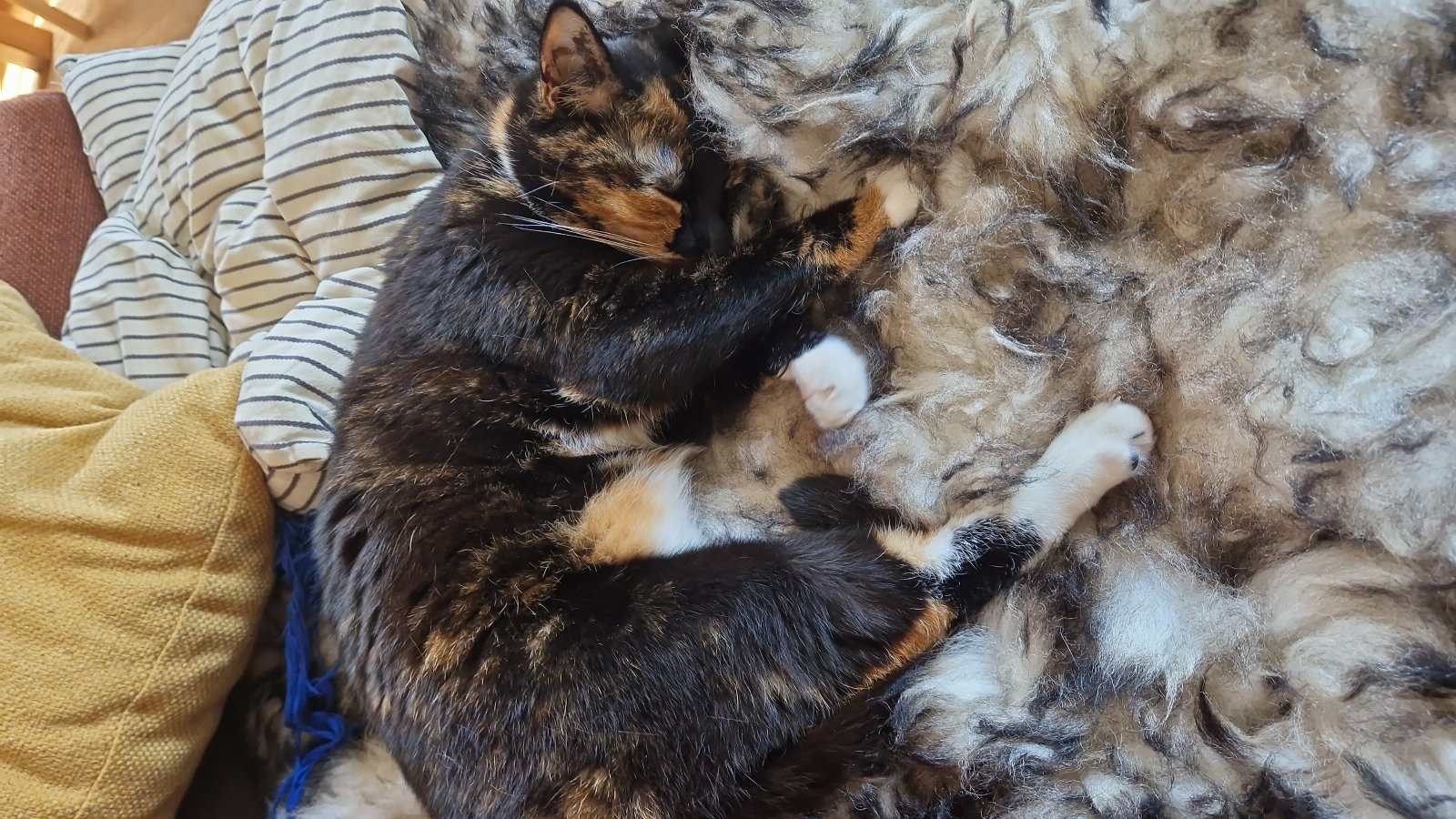 Luisa, pet sitter in Amsterdam, photo 1