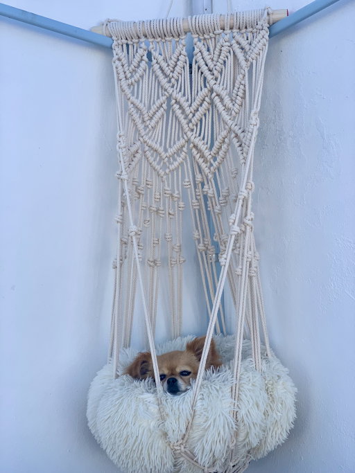 Ale, pet sitter in Arnhem, photo 4