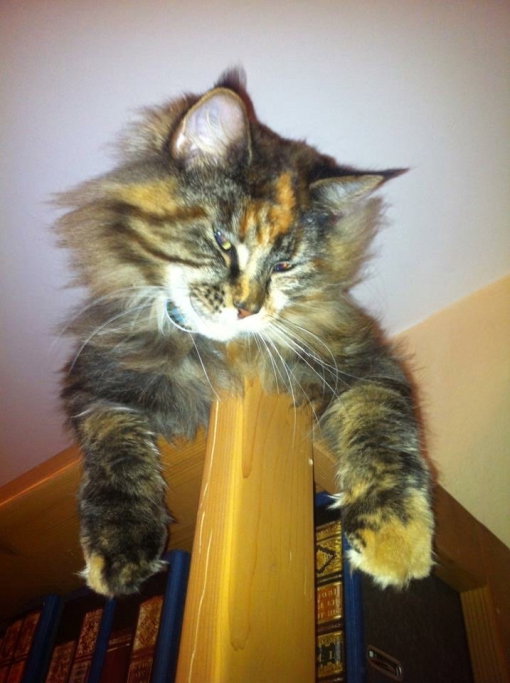Sandra, pet sitter in München, photo 2