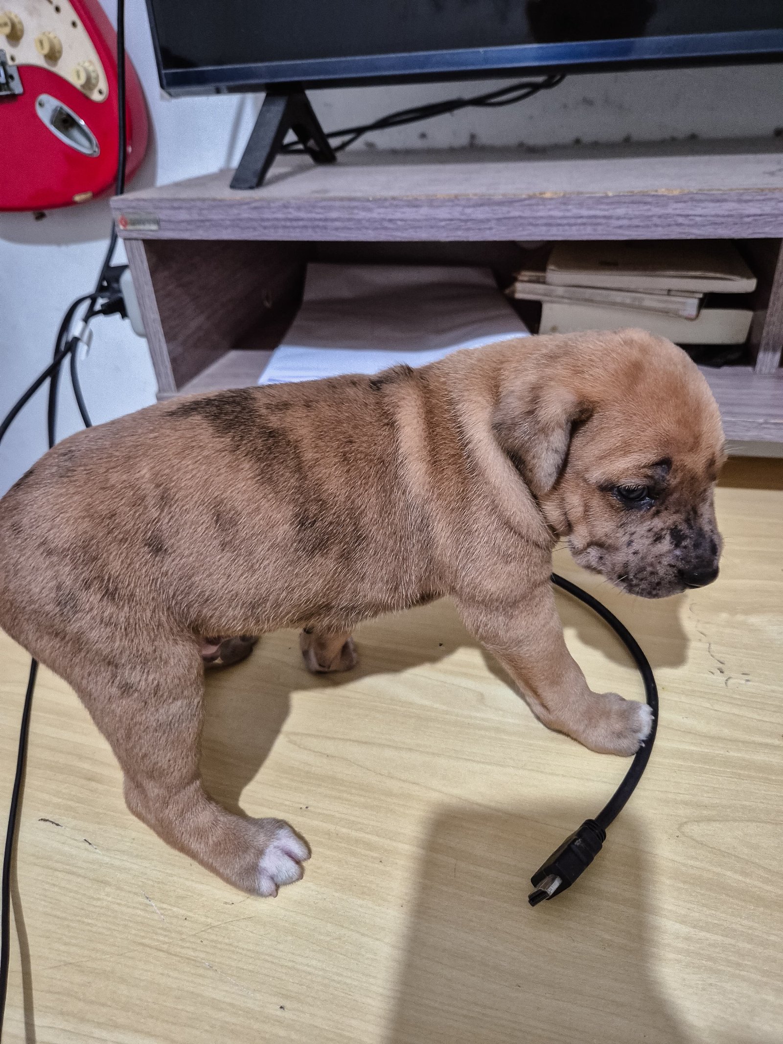 Jaqueline, pet sitter in Waalwijk, photo 2