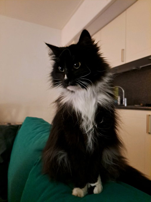 Jolijn, pet sitter in Oud Gastel, photo 1