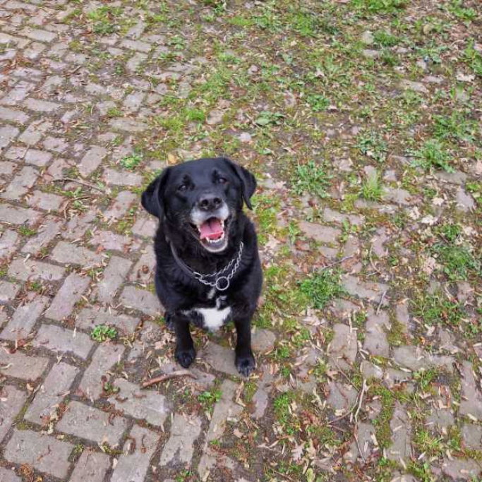 Rianne, pet sitter in Utrecht, photo 3