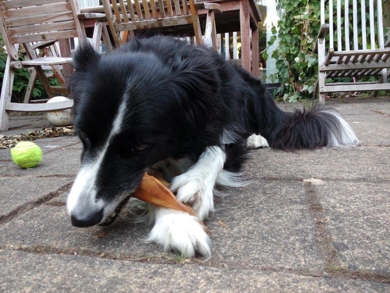 Laura, pet sitter in Groningen, photo 3