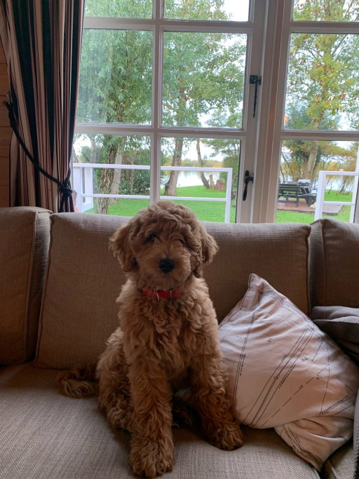 Berber, pet sitter in Amsterdam, photo 3