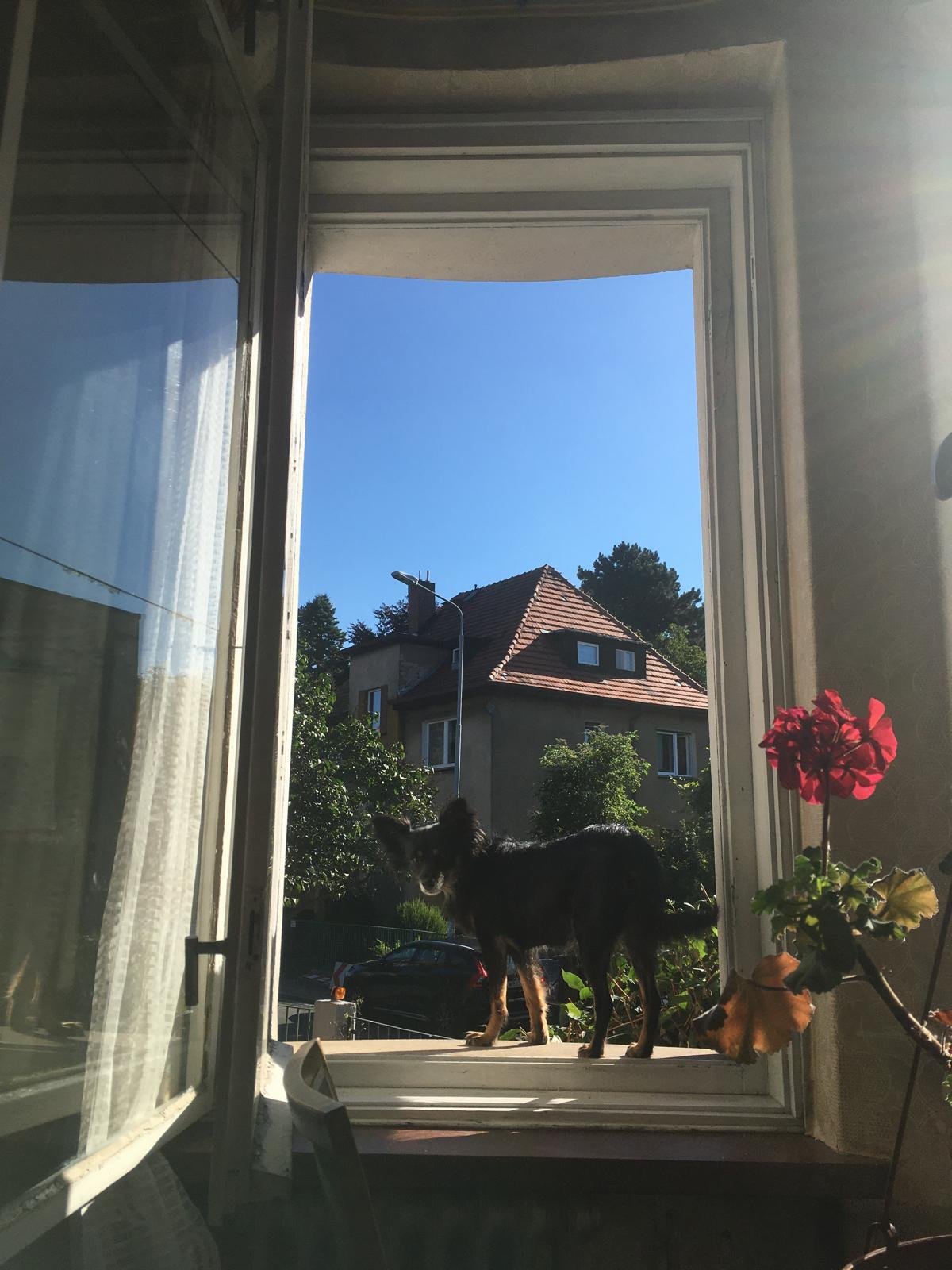 Kiran & Jakub, pet sitter in Diemen, photo 4