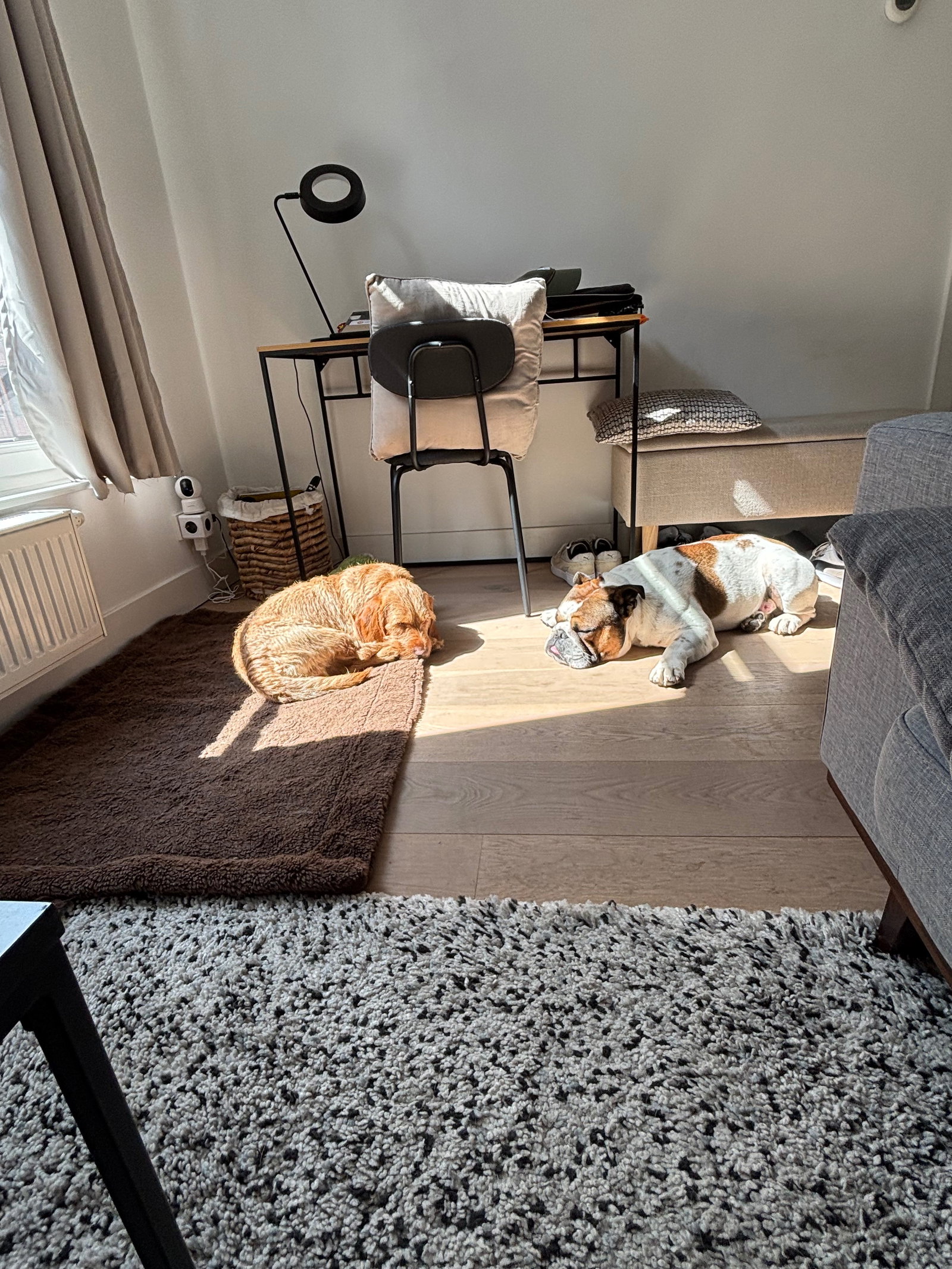 Gerry, pet sitter in Amsterdam, photo 1