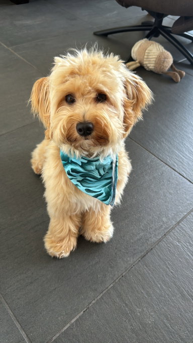 Zoë, pet sitter in Oss, photo 5