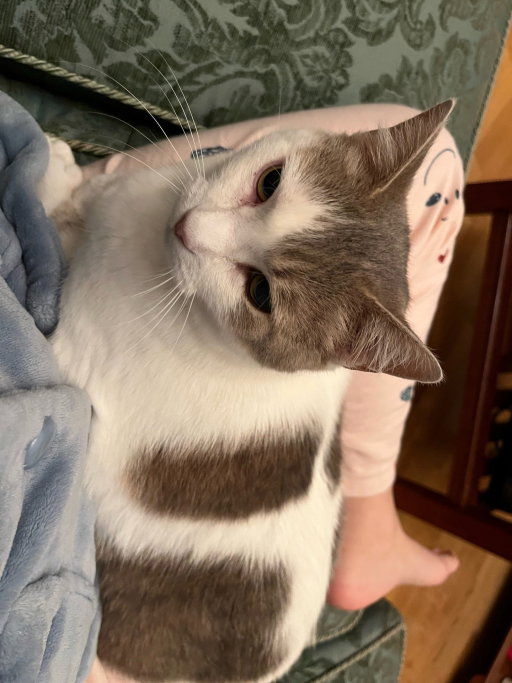 Pengyu, pet sitter in Leiden, photo 1