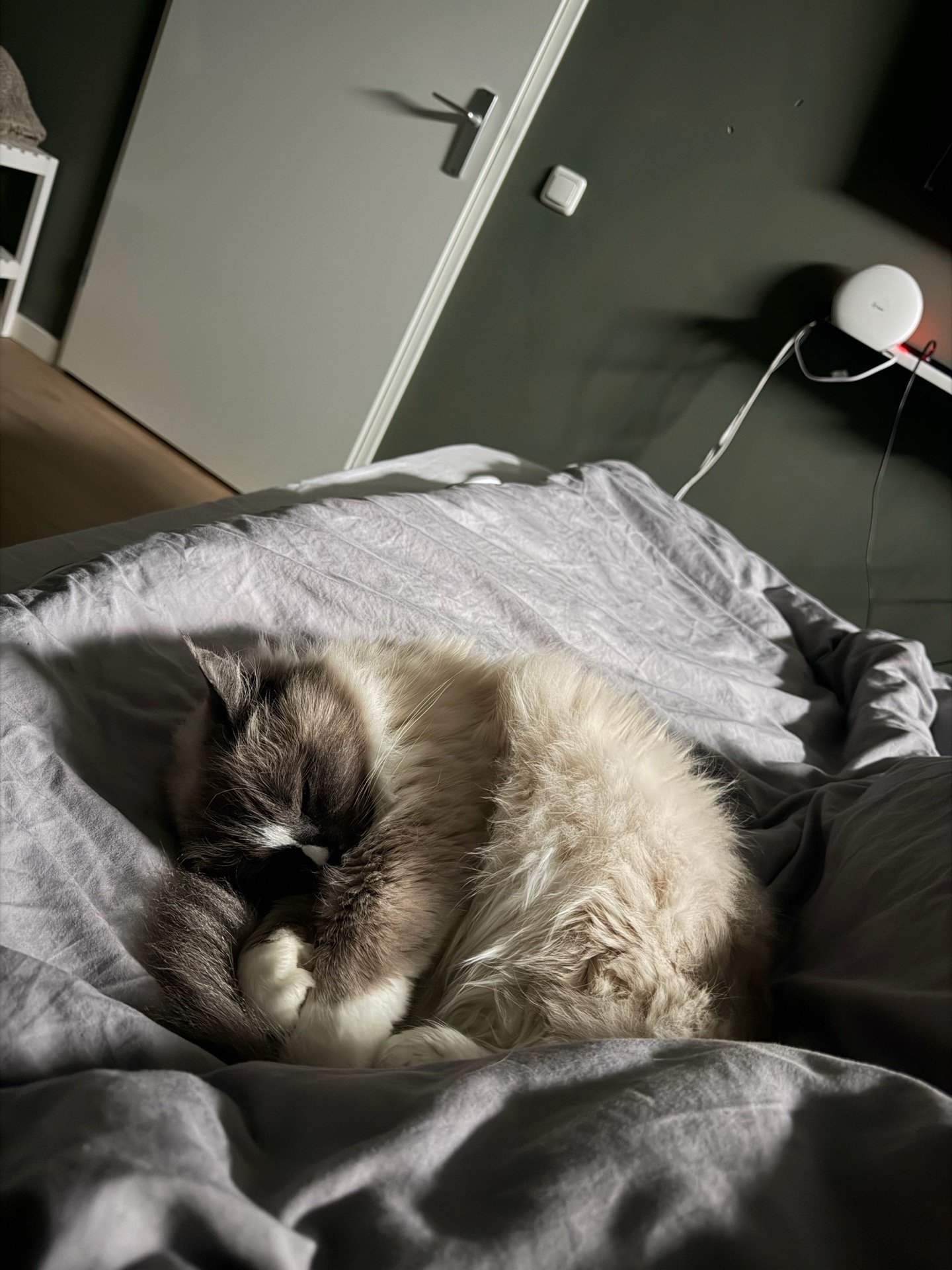 Laressa, pet sitter in Uithoorn, photo 3
