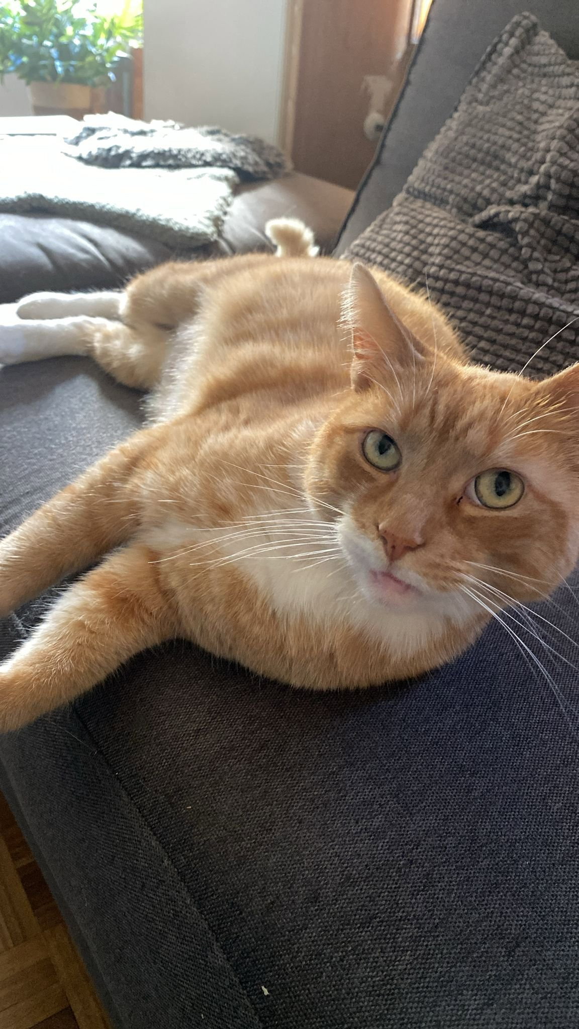 Anna, pet sitter in Amersfoort, photo 5