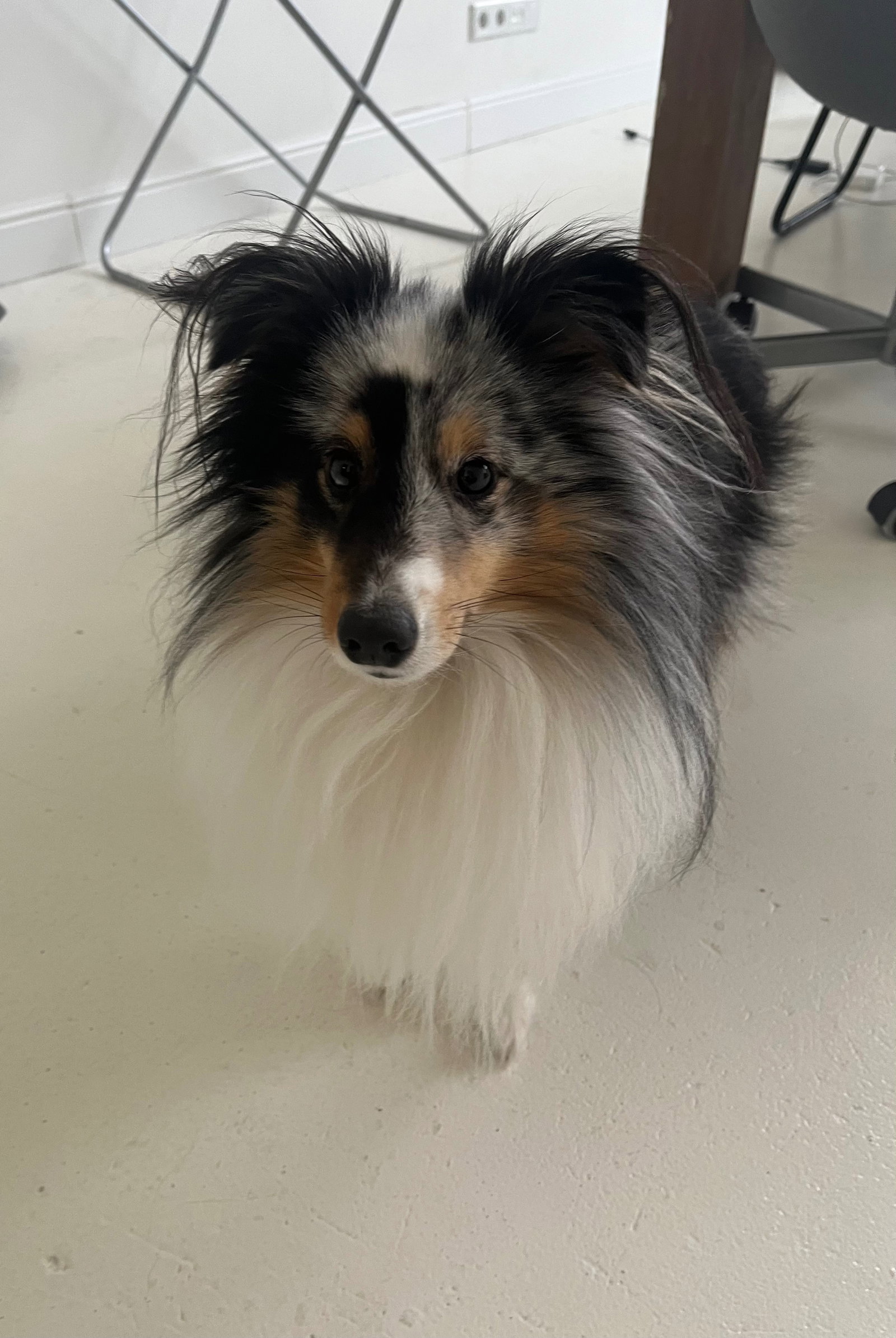 Iris, pet sitter in Enschede, photo 2