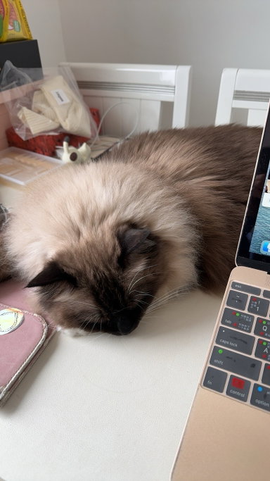 hanyun, pet sitter in Zaandam, photo 1