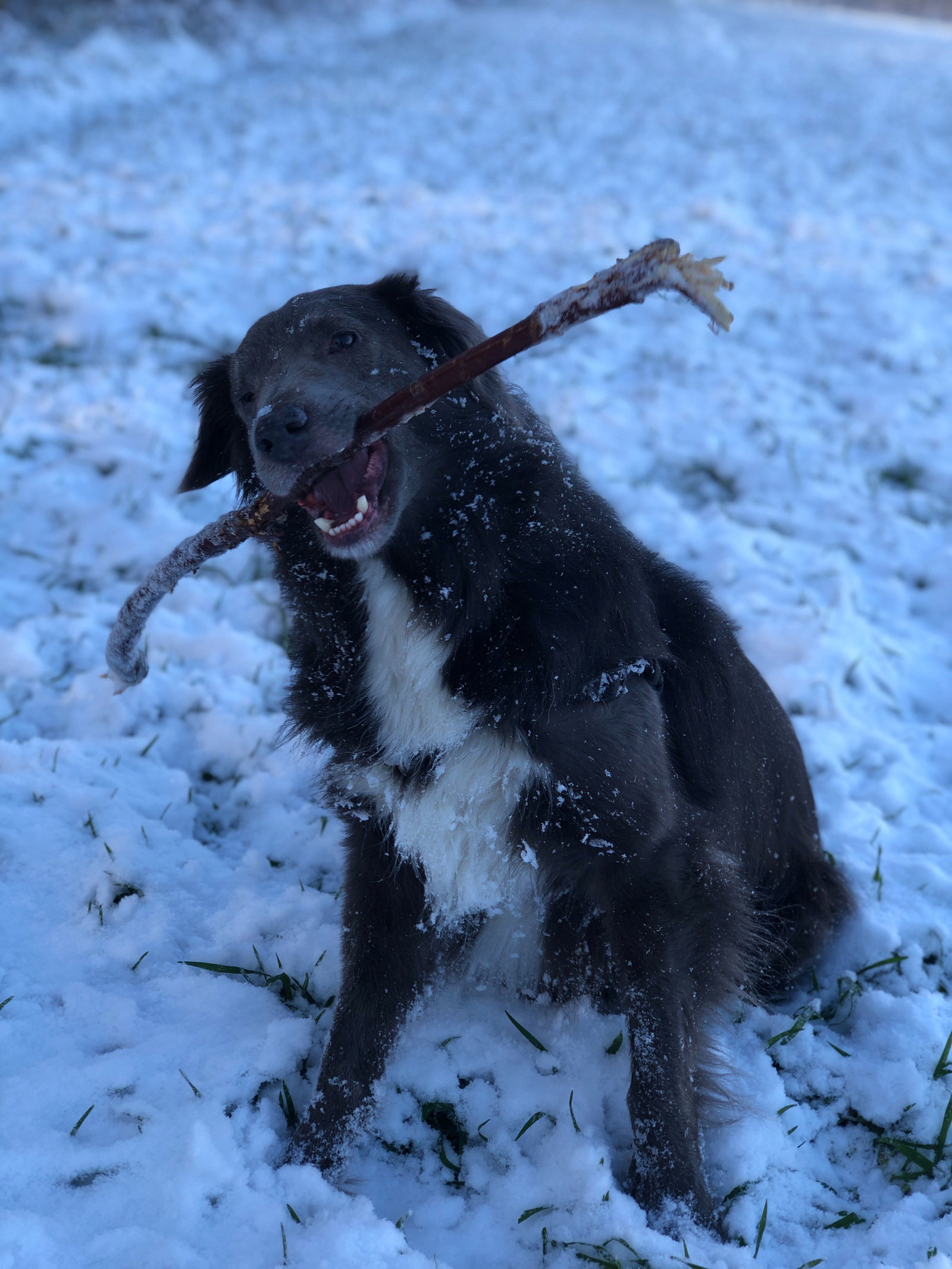 Josh, pet sitter in Notter, photo 2