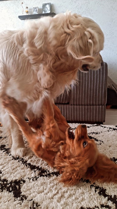 Linde, pet sitter in Purmerend, photo 4