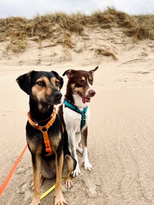 Marlies, pet sitter in Hoorn, photo 2