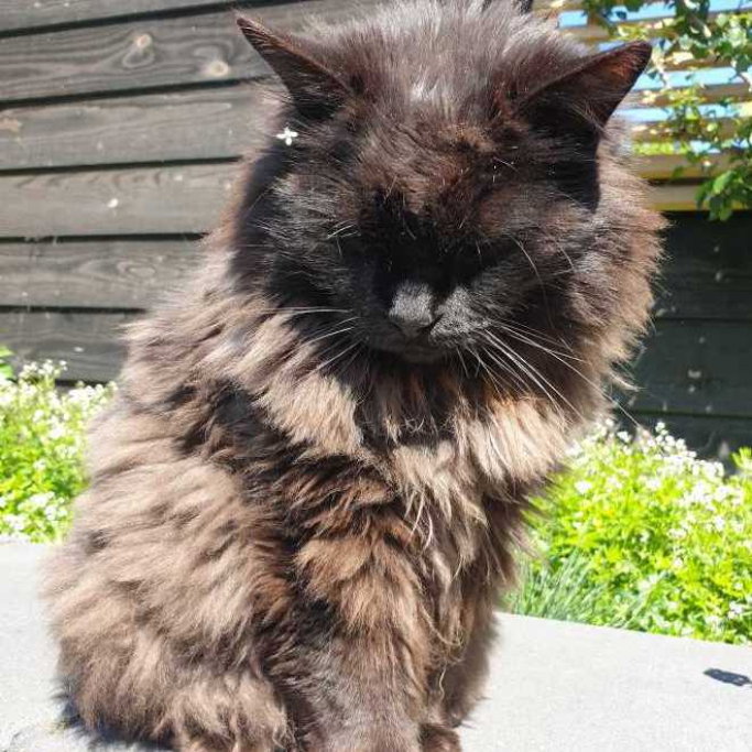 Cheyenne, pet sitter in Velserbroek, photo 5