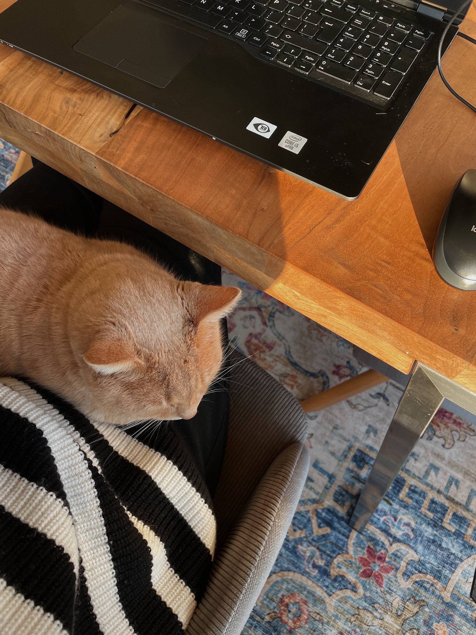Karin, pet sitter in Amsterdam, photo 2