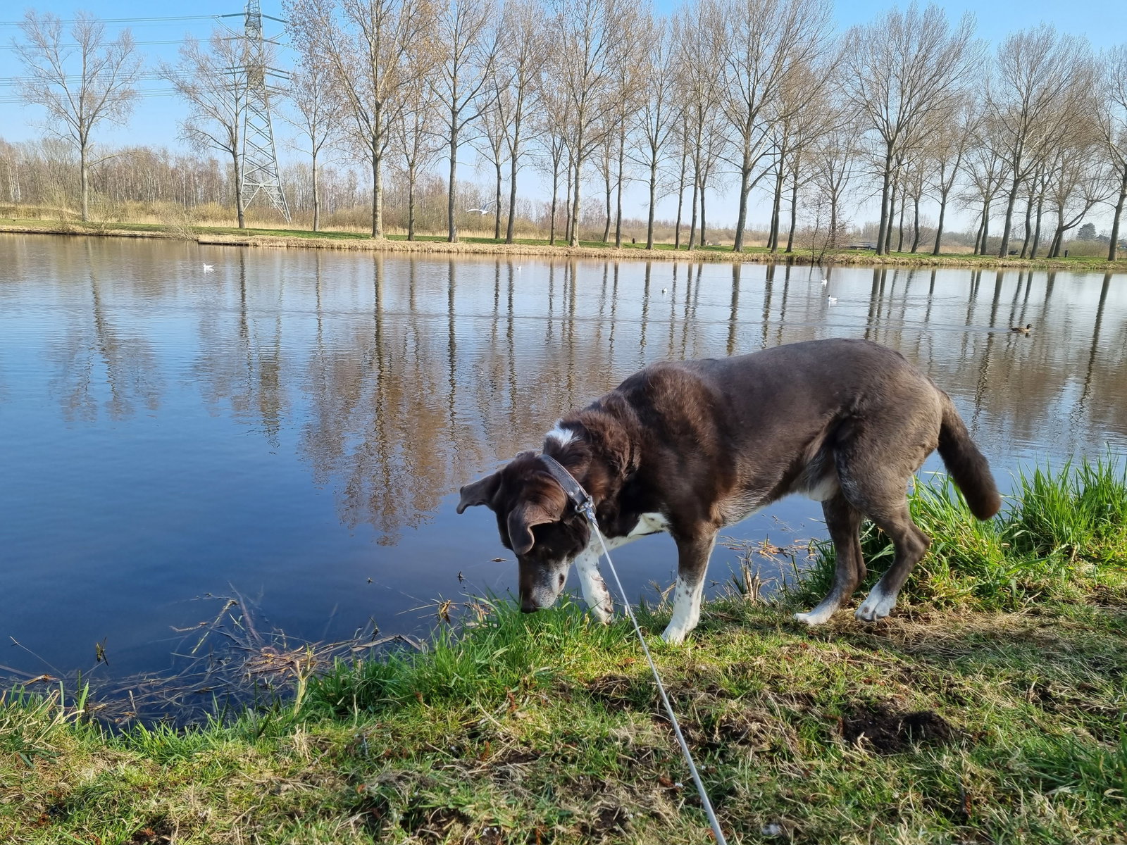 Zindzi en Philip, pet sitter in Capelle aan den IJssel, photo 2