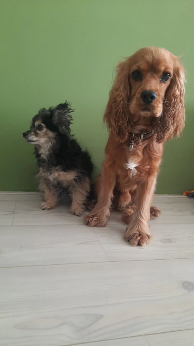Linde, pet sitter in Purmerend, photo 3