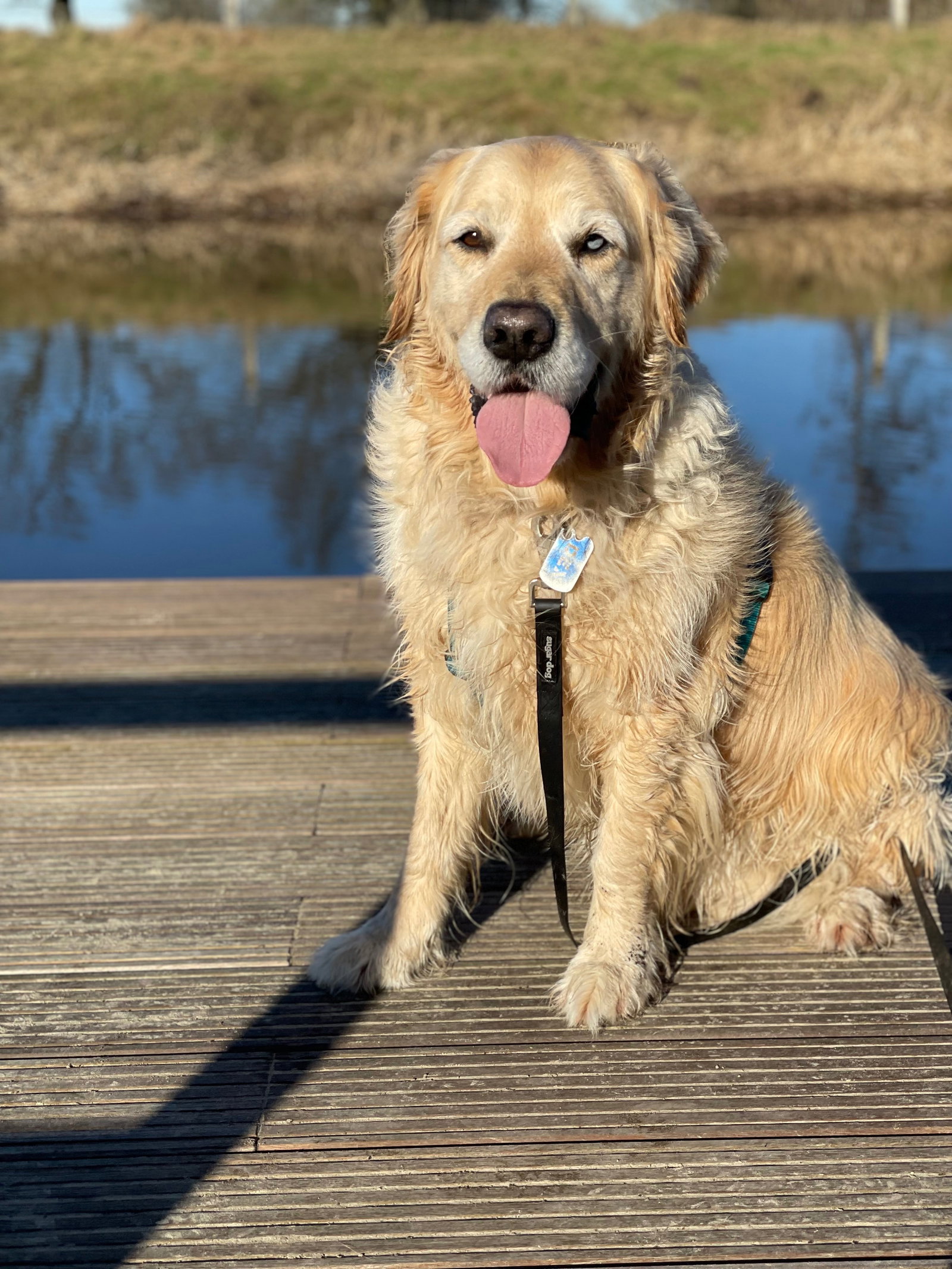 Emma, pet sitter in Bredevoort, photo 2
