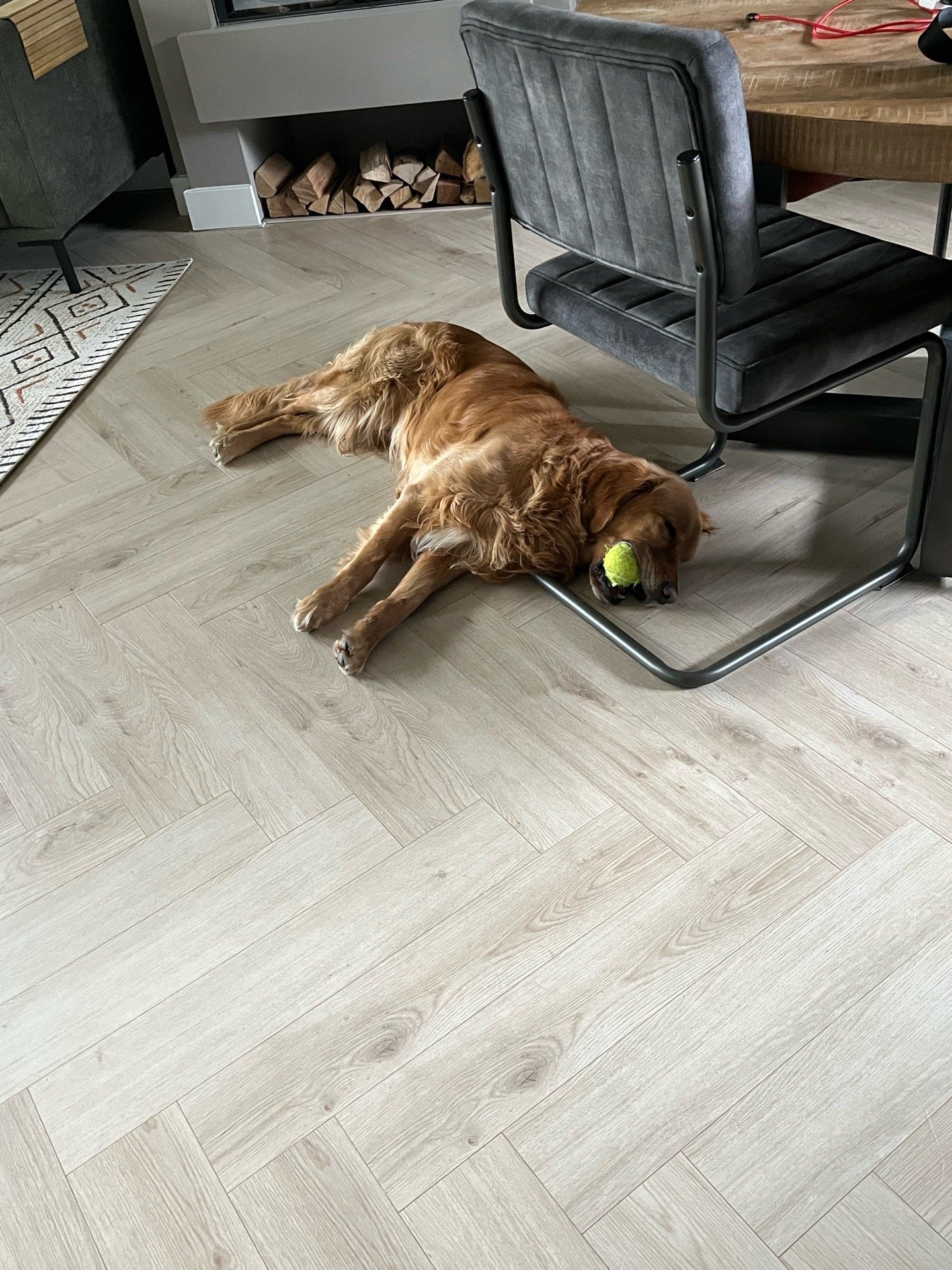 Tess, pet sitter in Uden, photo 3