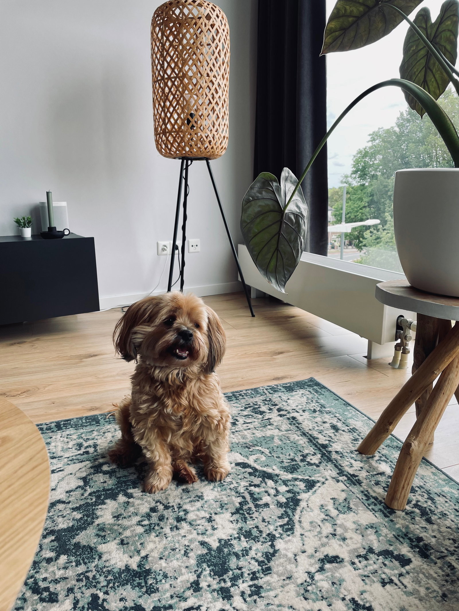 Ruben, pet sitter in Deventer, photo 1
