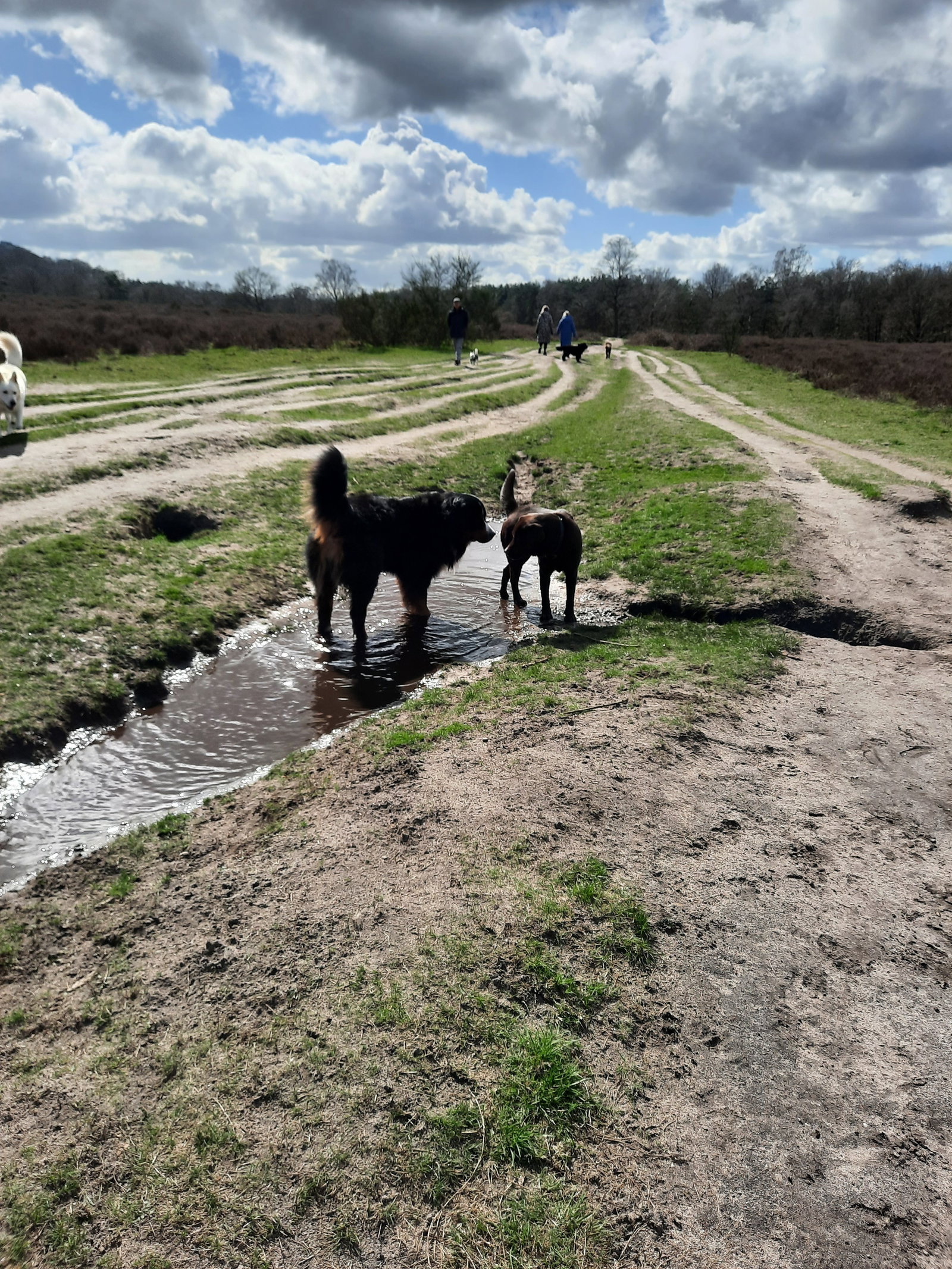 Madalina, pet sitter in Hilversum, photo 1