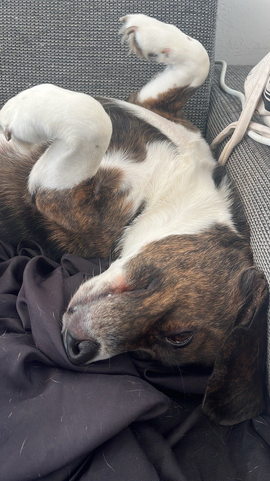 Adinda, pet sitter in Rijswijk, photo 3