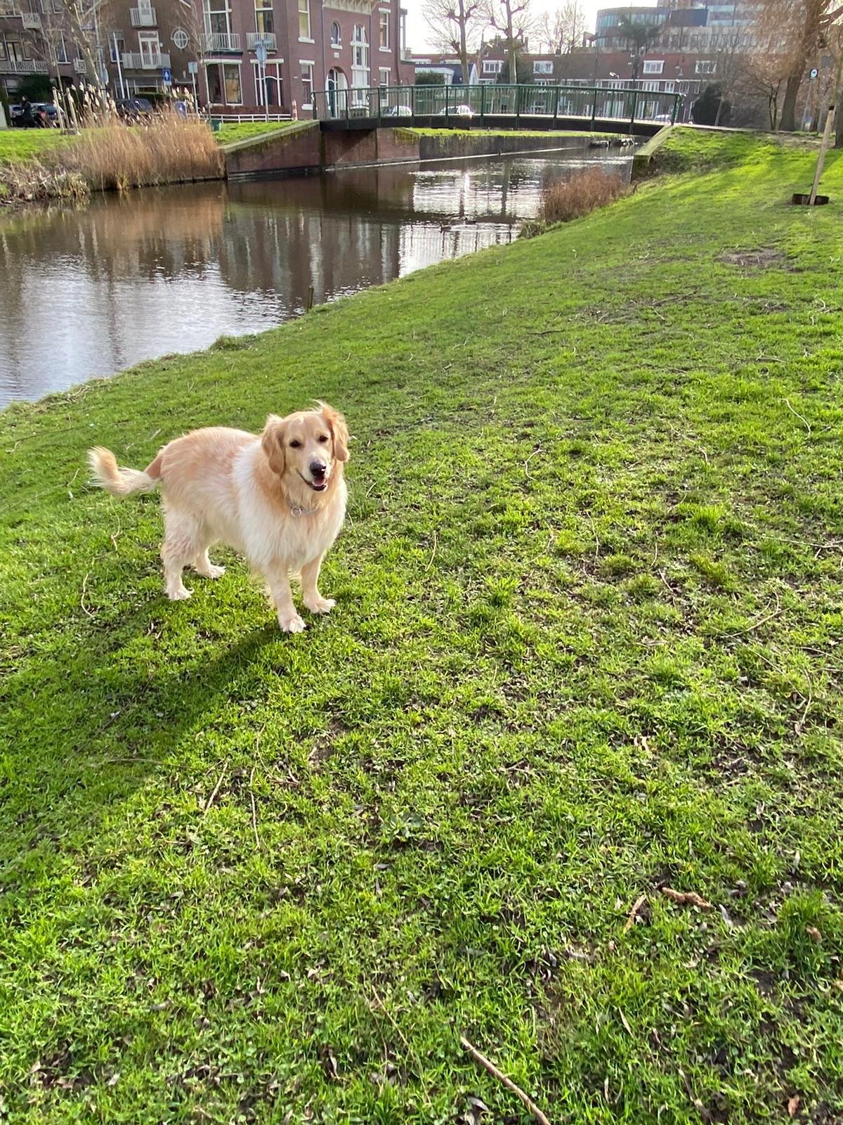 Mert, pet sitter in Beverwijk, photo 2