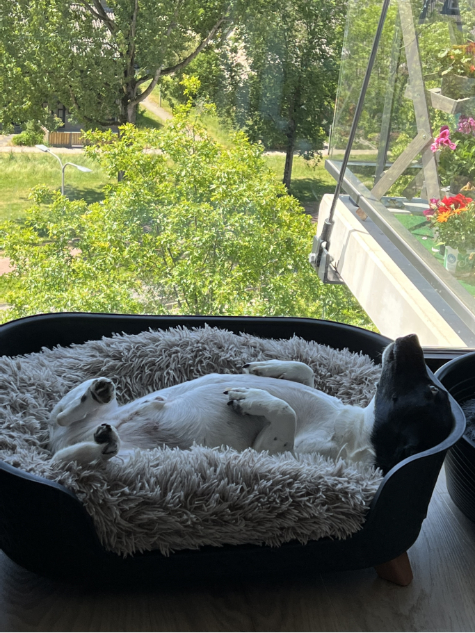 shar, pet sitter in Helmond, photo 3