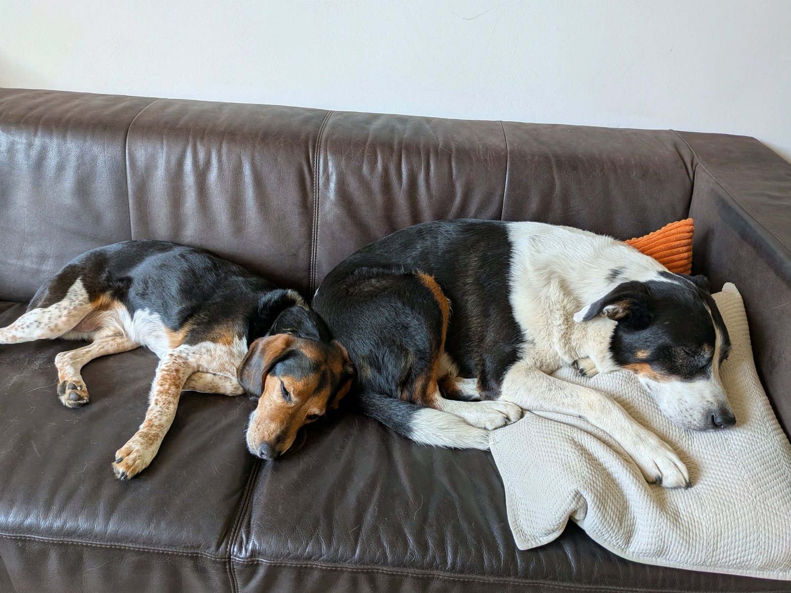 Berit & Shivara, pet sitter in Zaandam, photo 4