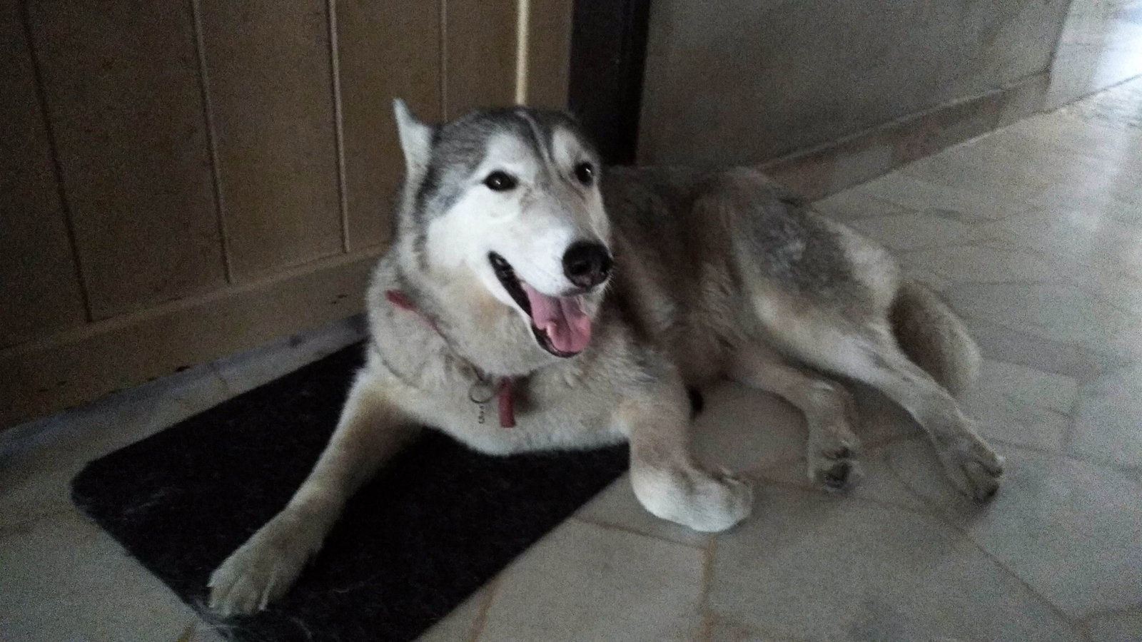 Kate, pet sitter in Arnhem, photo 2