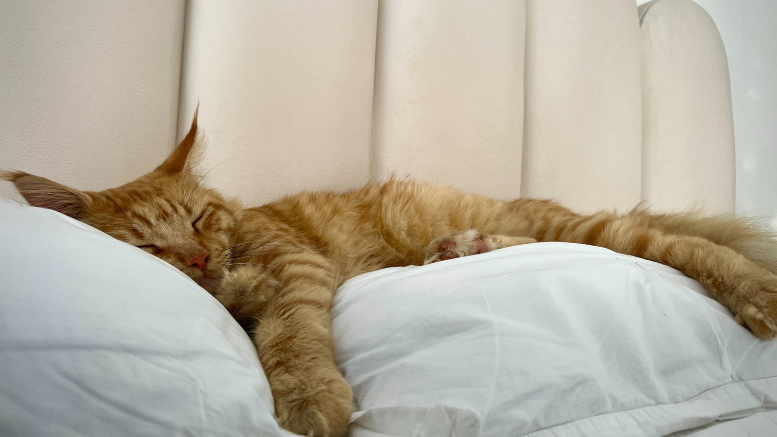 Gülistan, pet sitter in Zele, photo 5