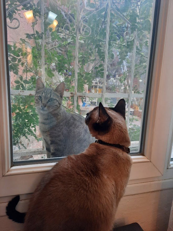Duygu Nur, pet sitter in München, photo 2