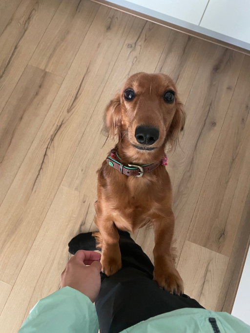 Nicole, pet sitter in Groenekan, photo 5