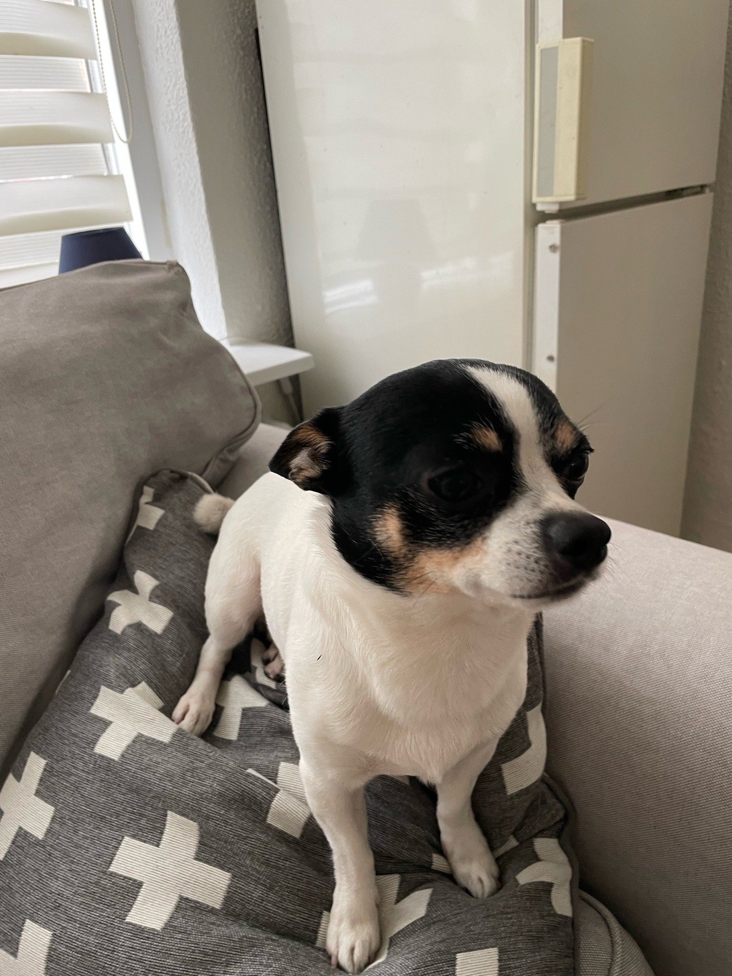 Iryna, pet sitter in Rotterdam, photo 5