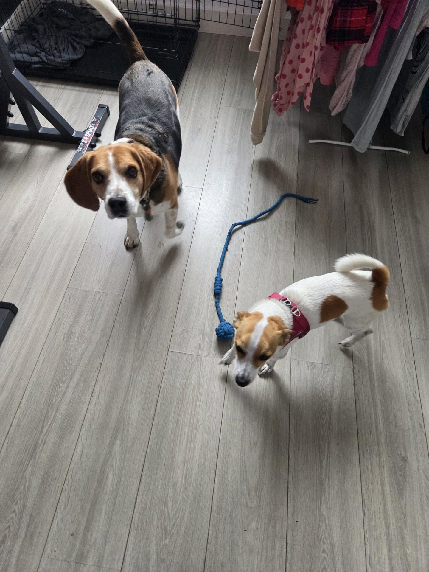 Paula, pet sitter in Heikant, photo 3