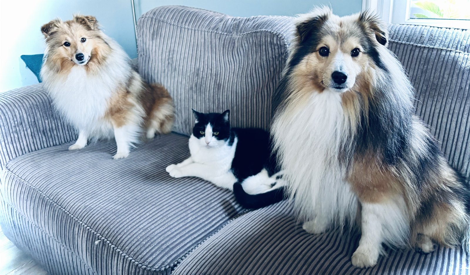 Lotte, pet sitter in Ede, photo 3