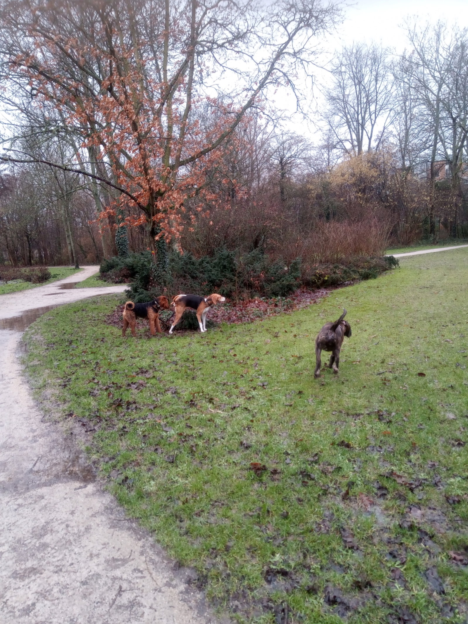 Celina, dierenoppas in St. Willebrord, foto 3