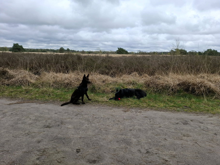 Daphne, pet sitter in Budel-Schoot, photo 3