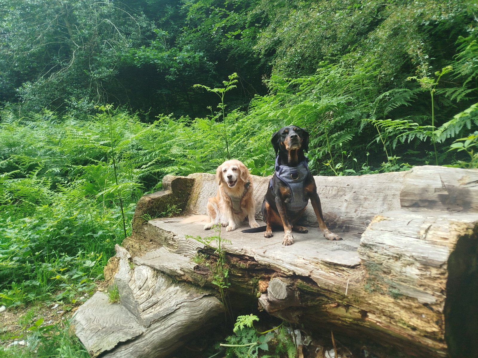 Evi, pet sitter in Lomm, photo 5