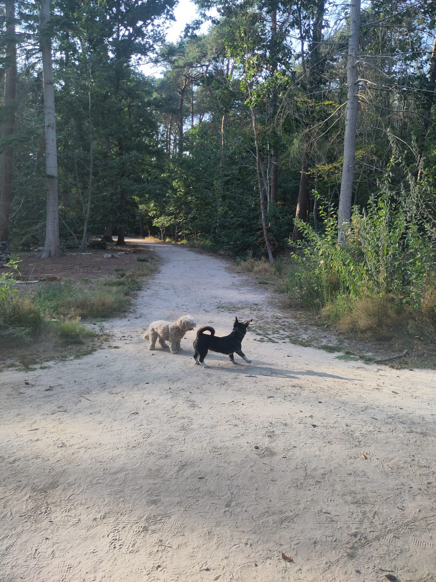 Claire, pet sitter in Tilburg, photo 2