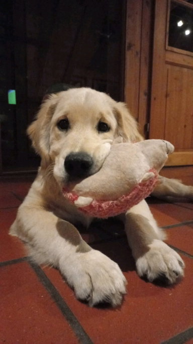 Bo, pet sitter in Waalre, photo 1