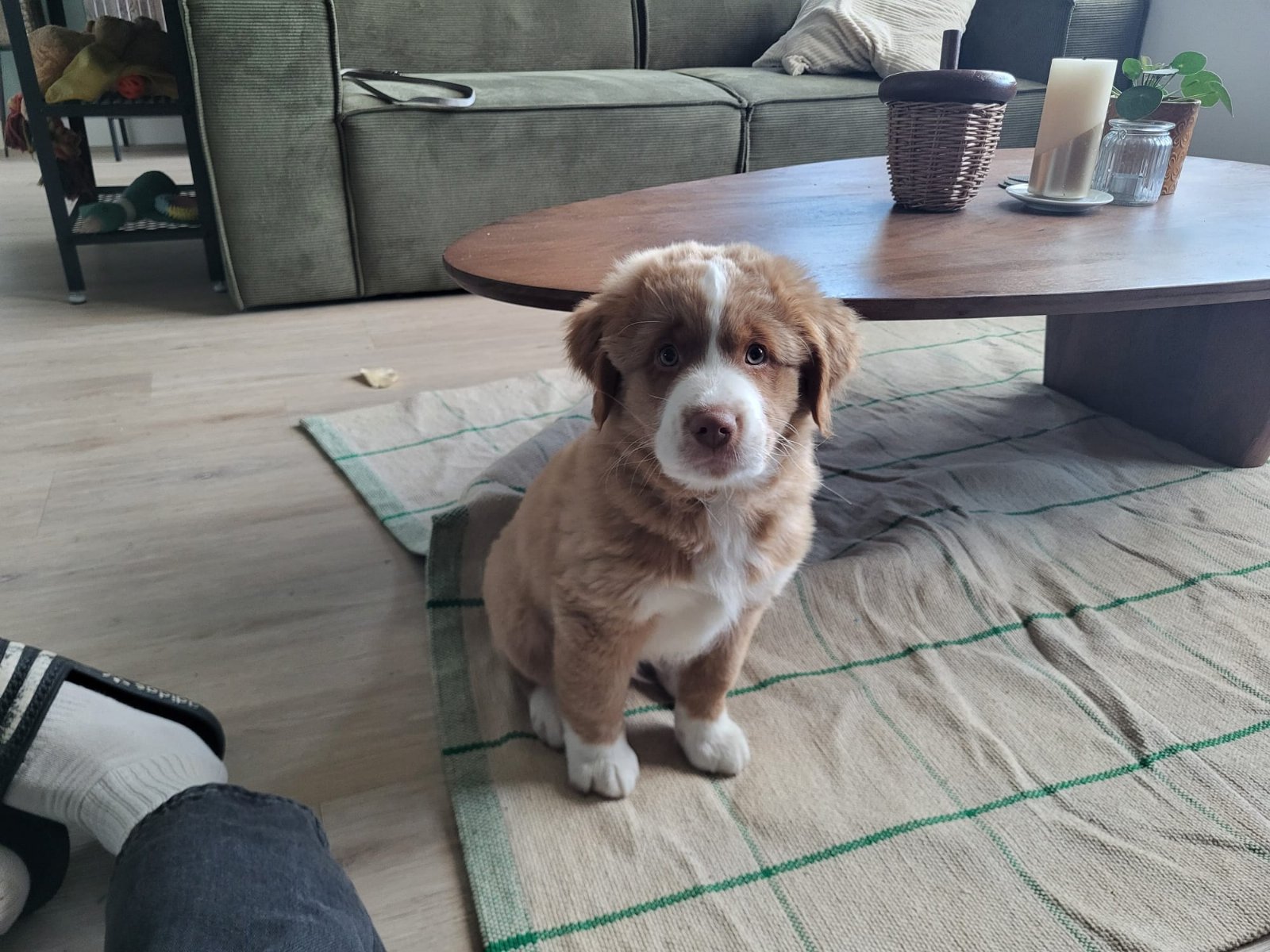 Hasse, pet sitter in Enschede, photo 1