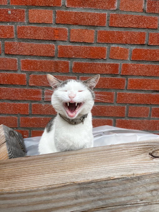 Dilara, pet sitter in Spijkenisse, photo 3