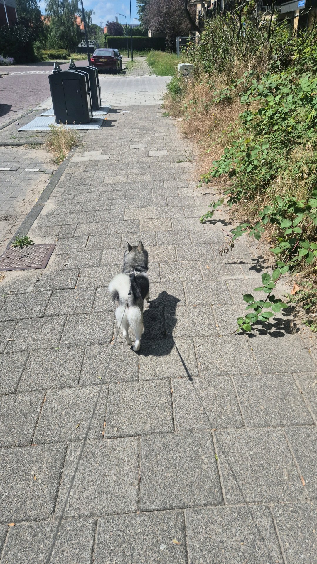 Arjan, pet sitter in Leiden, photo 4