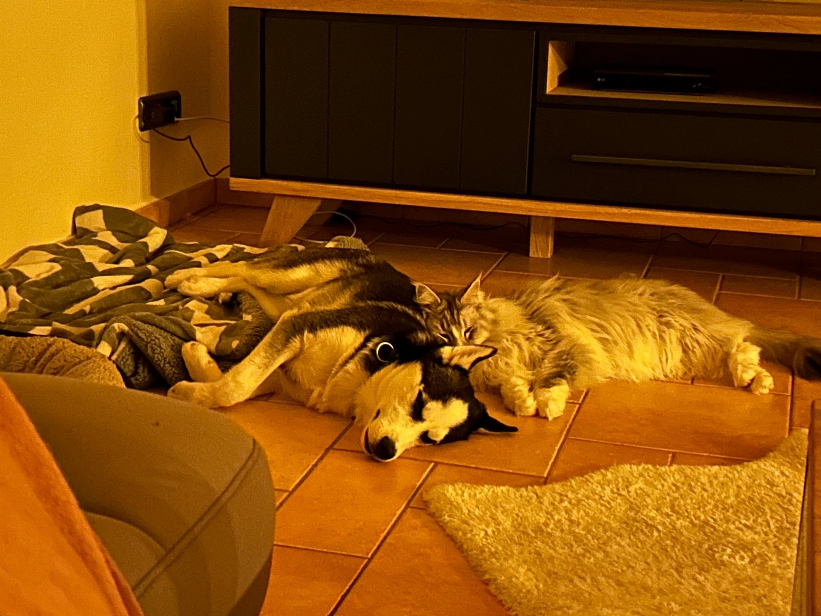 Tanja, Tiersitter in Euskirchen, Foto 3